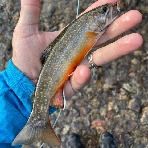 Beautiful Dry Fly Eating Wild Brook Trout of Montana