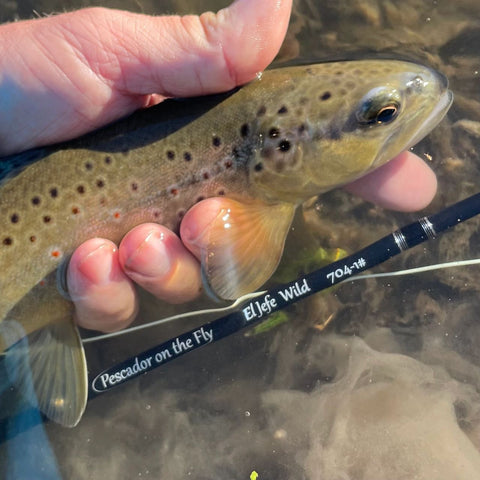 Driftless Brown Trout