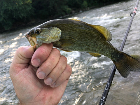 Smallmouth Bass in Central Iowa caught on El Cinco by Pescador on the Fly