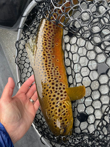 Solid Brown from The White River, Arkansas