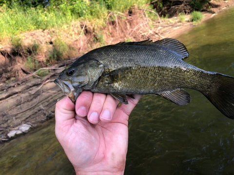 Smallmouth Bass on the Fly