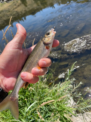 Whitefish on the dropper near Bend, Oregon in Smith Rock State Park