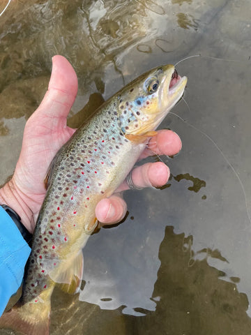 Brown Trout on The Blue River, Colorado