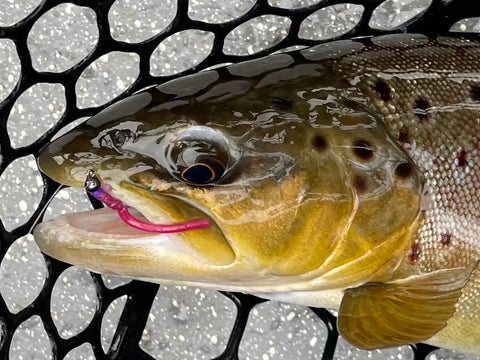 Brown Trout on the Squirmy Jig