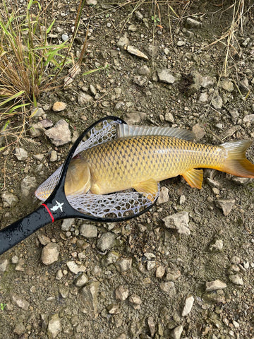 Giant Fly Caught Carp in a 37 Inch Net