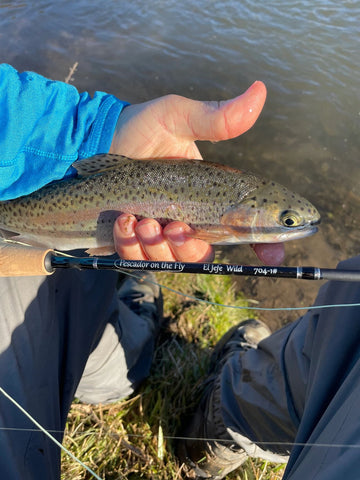 Driftless Rainbow Trout