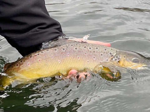 Brown Trout Release