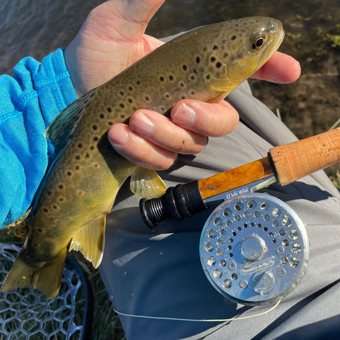 El Jefe Wild & a Driftless Brown Trout