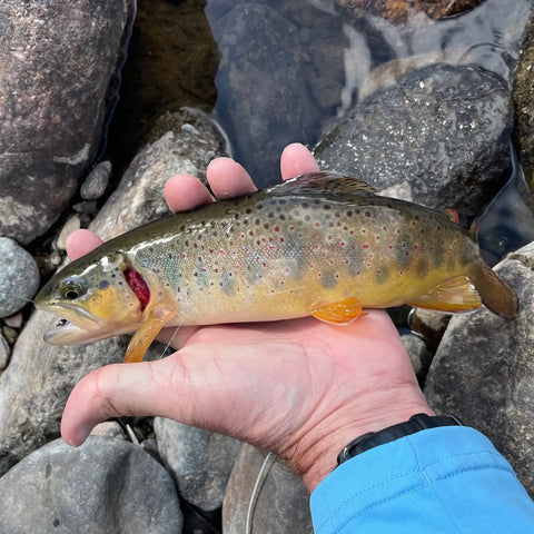 Brown Trout, Blue River, Colorado