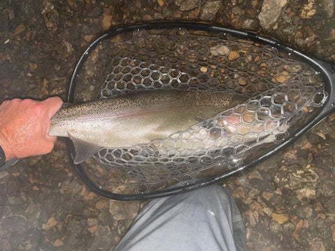 Large Streamer Caught Rainbow Trout, Lake Taneycomo, Branson, Missouri