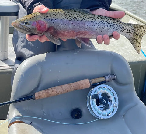 A thick colored up Montana rainbow trout next to El Jefe