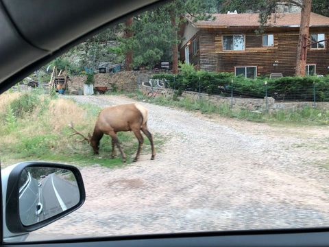 Elk on the Side of the road near Estes Park