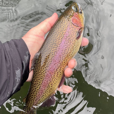 Colorful Rainbow from The White River, Arkansas