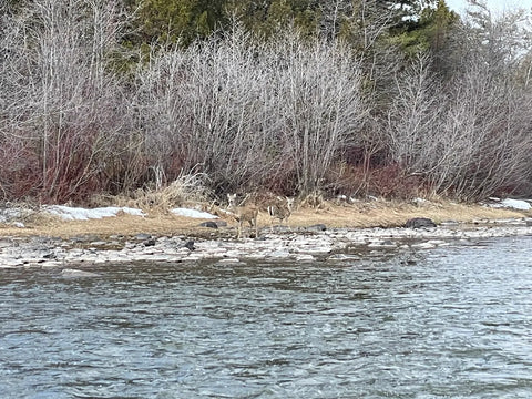 Whitetail Deer on the Blackfoot River Montana