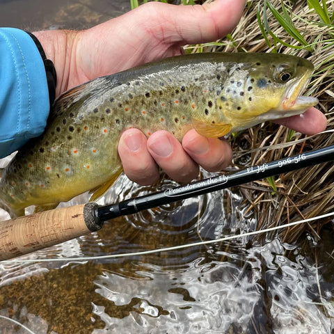 Brown Trout on the Fly