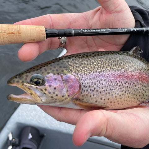 El Jefe and a Pretty Rainbow