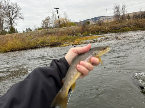 Aggressive Little Montana Brown Trout