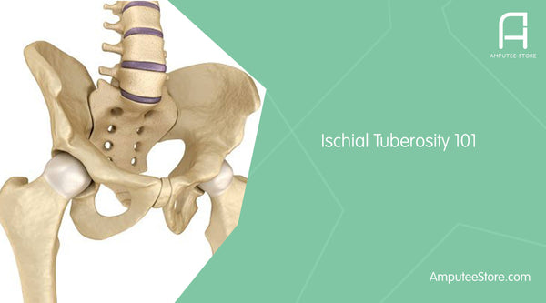 https://cdn.shopify.com/s/files/1/0824/6797/files/ischial-tuberosity-101_grande.jpg?v=1549438399