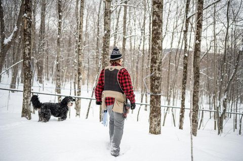 How is Maple Sap Water is Sustainably Harvested