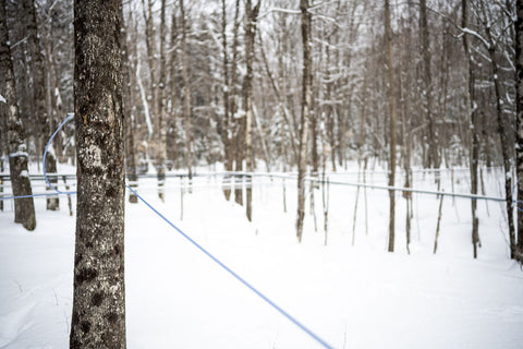 How is Maple Sap Water is Sustainably Harvested