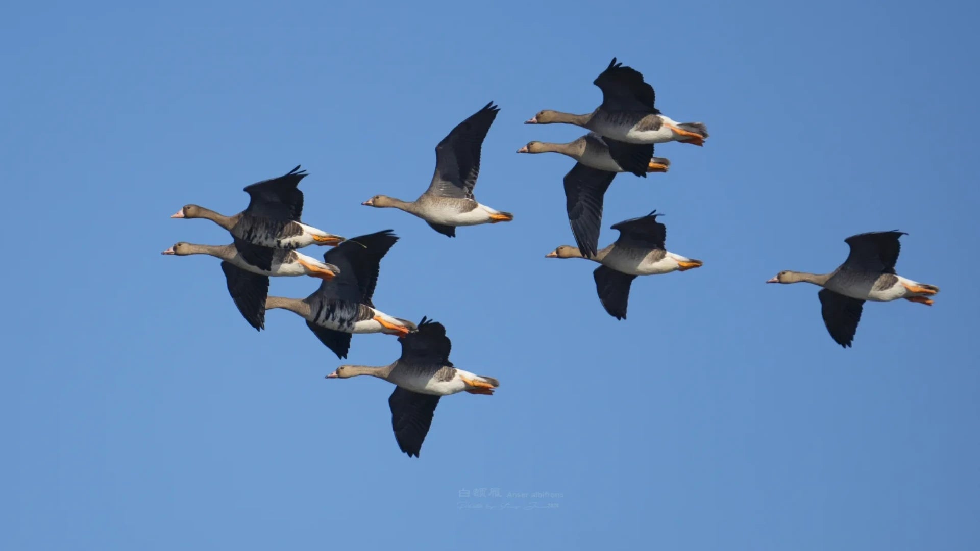 Wild geese flying in formation against a clear blue sky, embodying White Dew's (Bailu) autumn migratory rhythm.