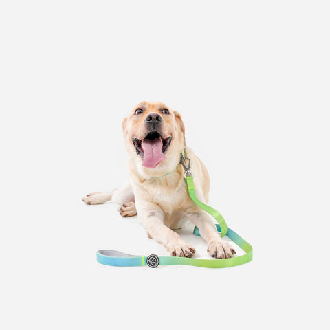 Paw Journeys Gradient Dog Leash Green-01
