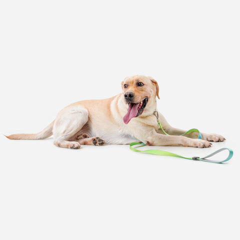 Paw Journeys Gradient Dog Leash Green-04