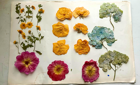 Dried pressed flowers | Mansfield CT