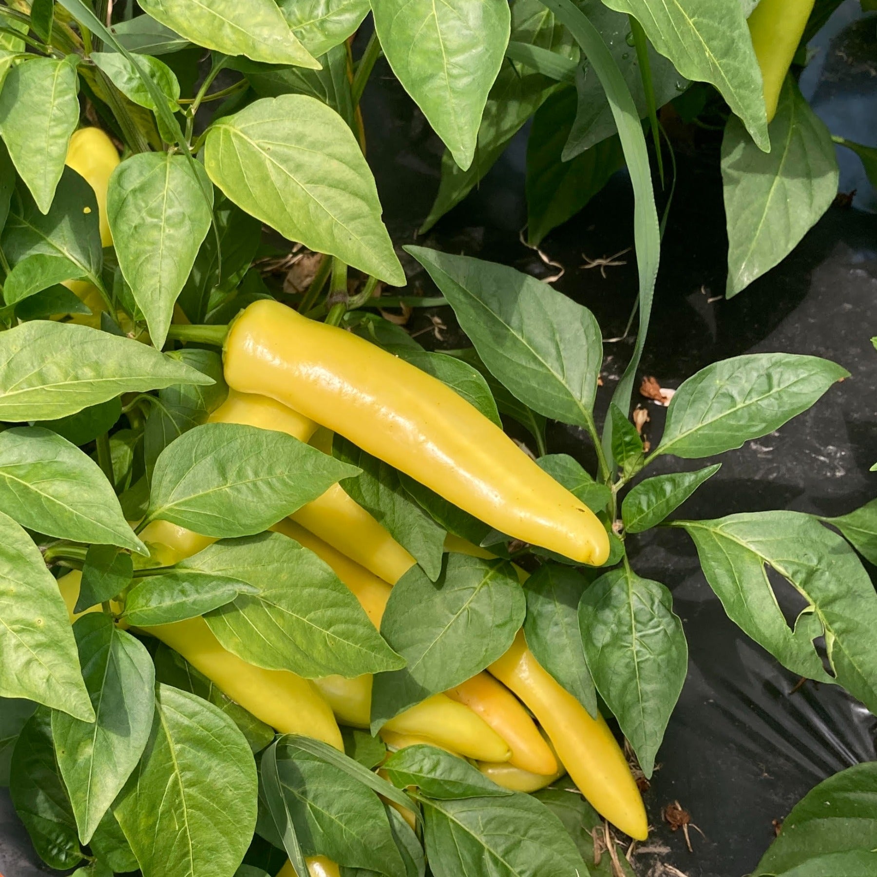 Pepper Bell Red Quadrato Rosso D'Asti – Weston seed