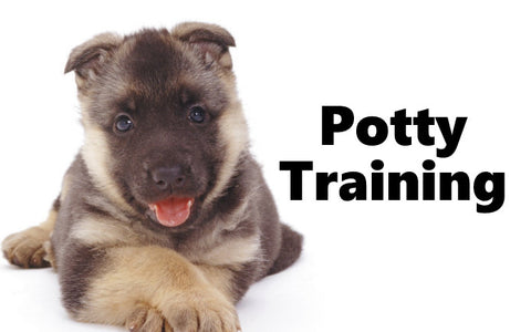 Alsatian Potty Training