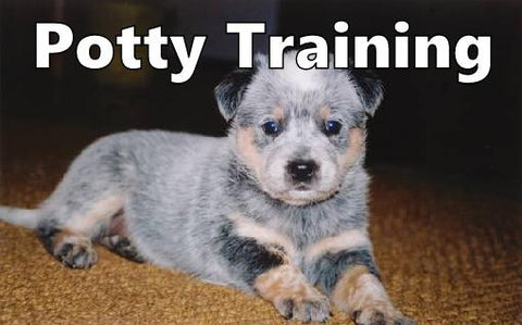 Australian Stumpy Tail Cattle Dog Potty Training