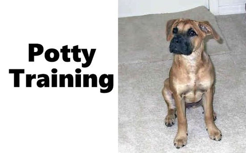 Black Mouth Cur Potty Training