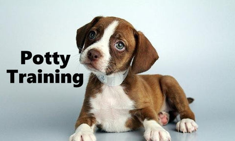 Boglen Terrier Potty Training