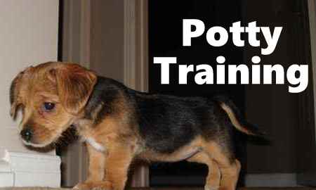 Borkie Potty Training