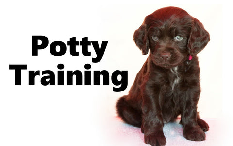 Boykin Spaniel Potty Training