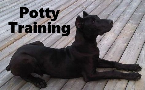 Canis Panther Potty Training
