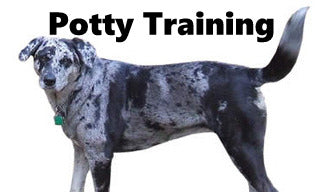 Catahoula Leopard Dog Potty Training