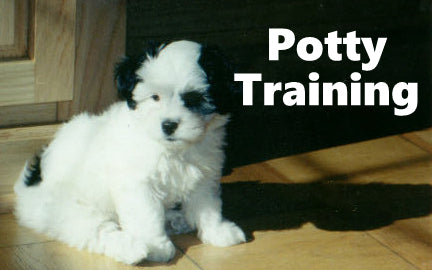 Daisy Dog Potty Training