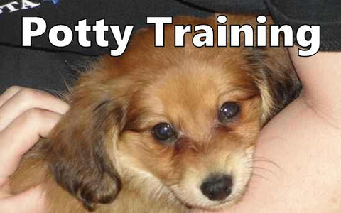 Dameranian Potty Training