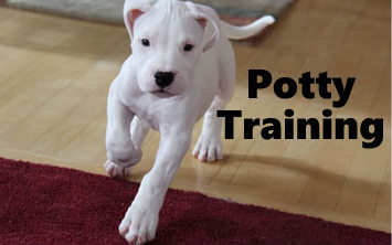 Dogo Argentino Potty Training
