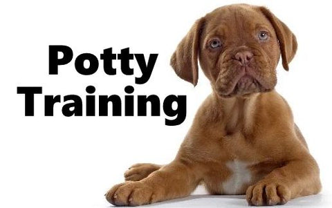French Mastiff Potty Training