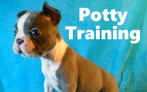 Frenchton Potty Training