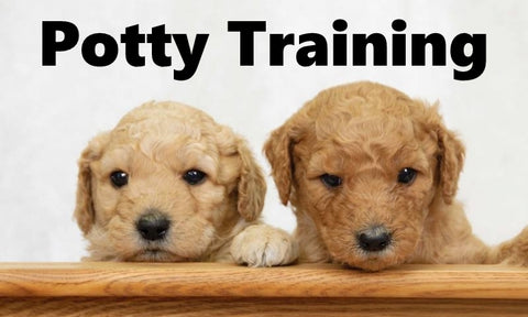 Goldendoodle Potty Training