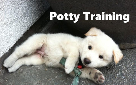 Korean Jindo Potty Training