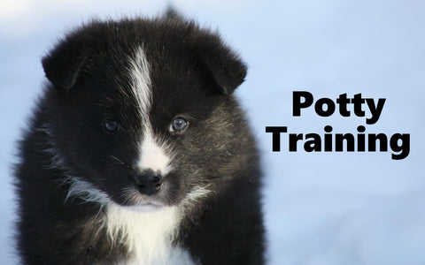 Karelian Bear Dog Potty Training