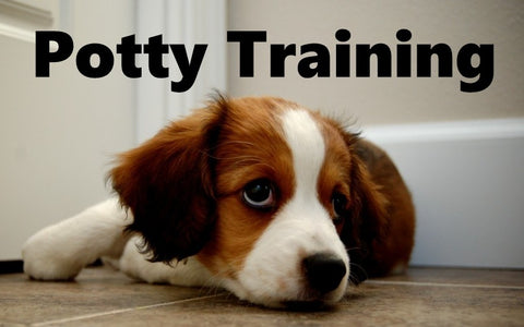 Kooikerhondje Potty Training