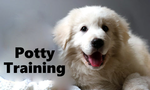 Maremma Sheepdog Potty Training