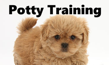 Peekapoo Potty Training