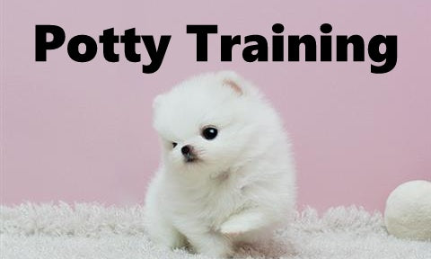 Pekapom Potty Training