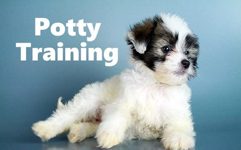 Pomachon Potty Training